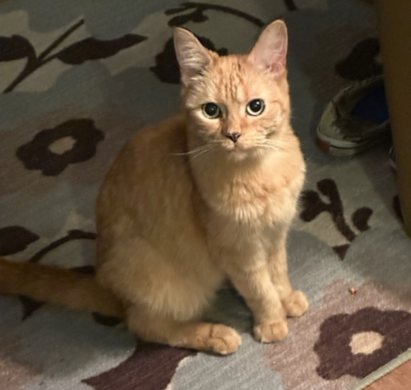 Bento. Cat for adoption, declawed. Toronto GTA