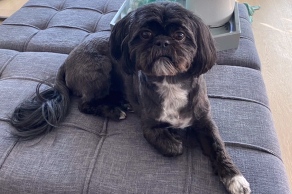 Missy and Abby. Shih Tzu dogs for adoption