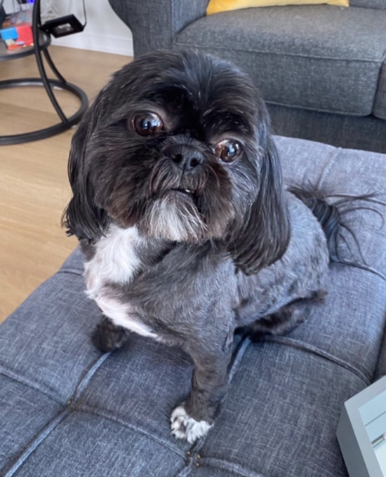 Missy and Abby. Shih Tzu dogs for adoption