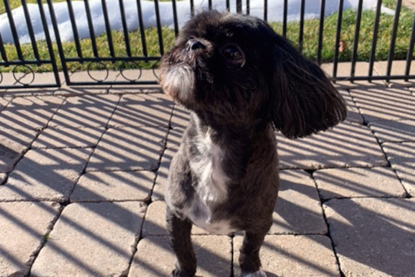 Missy and Abby. Shih Tzu dogs for adoption