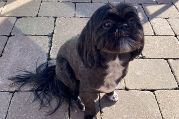 Missy and Abby. Shih Tzu dogs for adoption