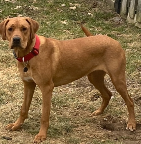 Stevie. English Mastiff Cross Dog , female for adoption