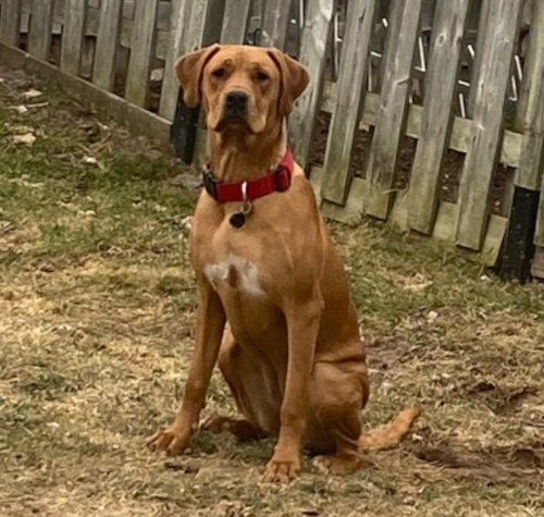 Stevie. English Mastiff Cross Dog , female for adoption