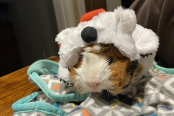 Wiggly and Squiggly. Guinea pigs for adoption