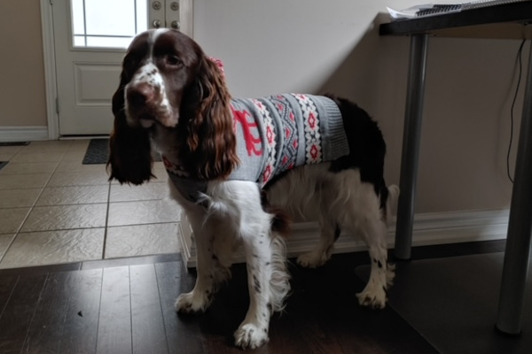 Choco. Springer Spaniel for adoption