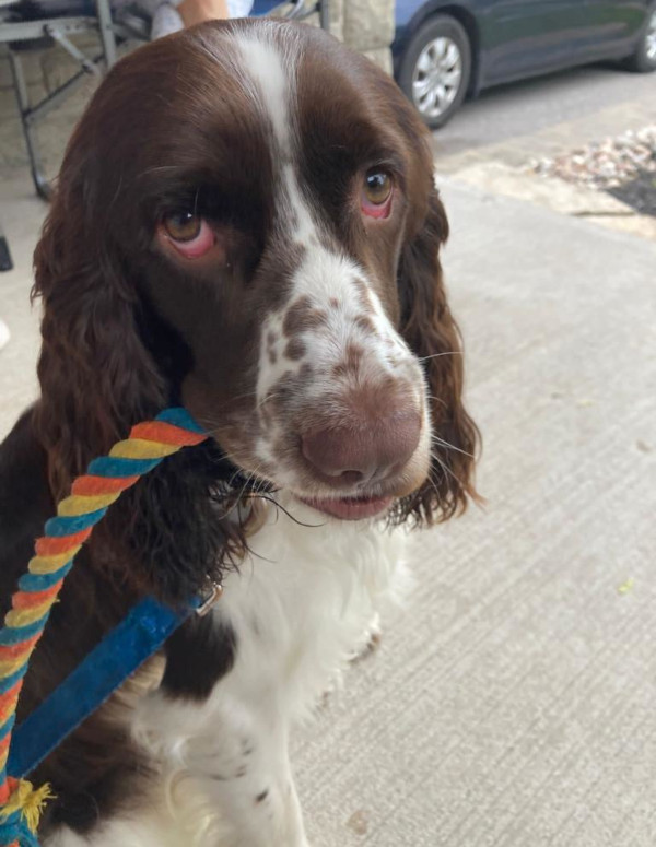 Choco. Springer Spaniel for adoption