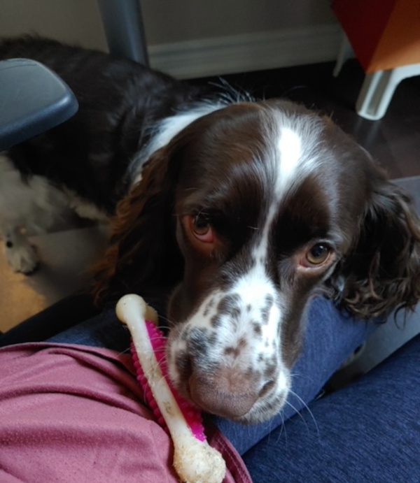 Choco. Springer Spaniel for adoption