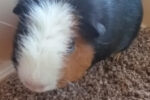 Squeaky. Young Guinea Pig Searching Has Found New, Forever Home 