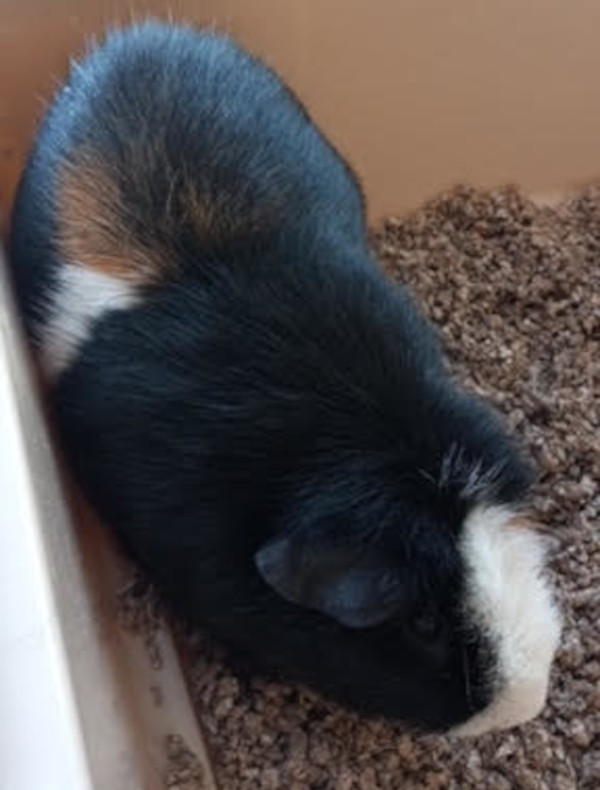 Squeaky. Guinea pig for adoption