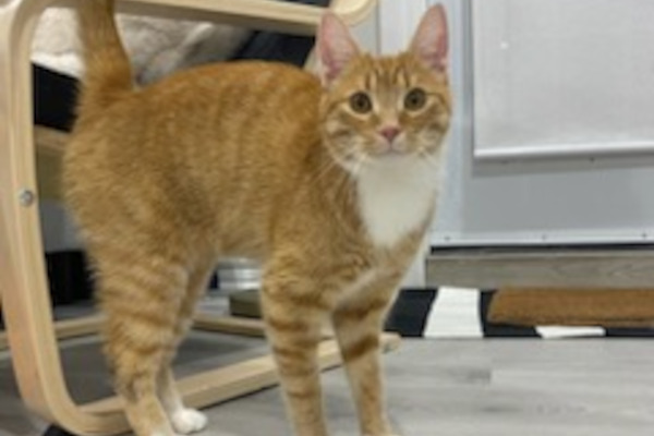 Tiger. Male, declawed, cat for adoption