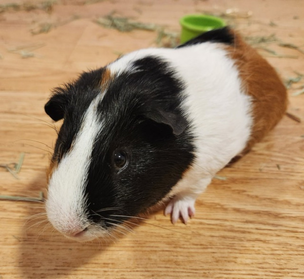 Guinea Pigs. Smores and Cookie. For adoption