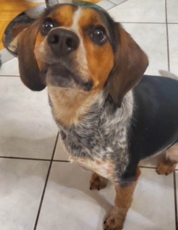 Julius. Dog for adoption. Beagle