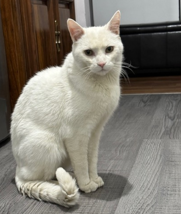 Shiro. Cat for adoption. Declawed. Toronto GTA