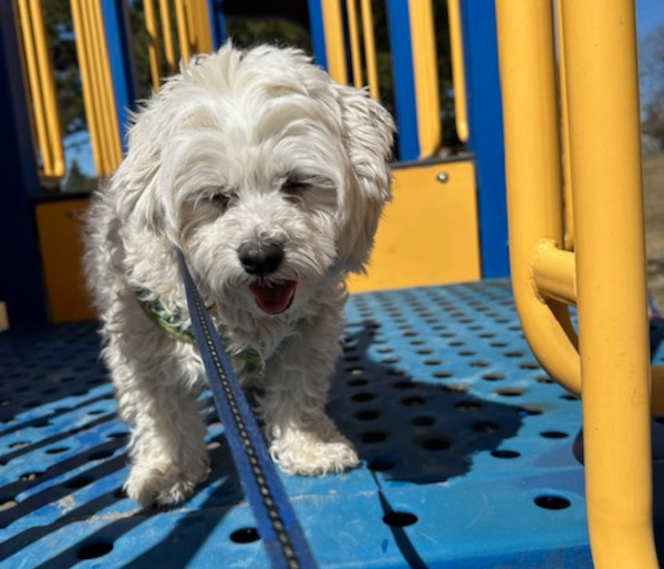 Willy. Yorkshire/Maltese/ShihTzu cross dog, male. adoption