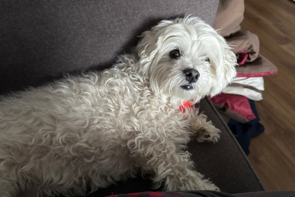 Willy. Yorkshire/Maltese/ShihTzu cross dog, male. adoption