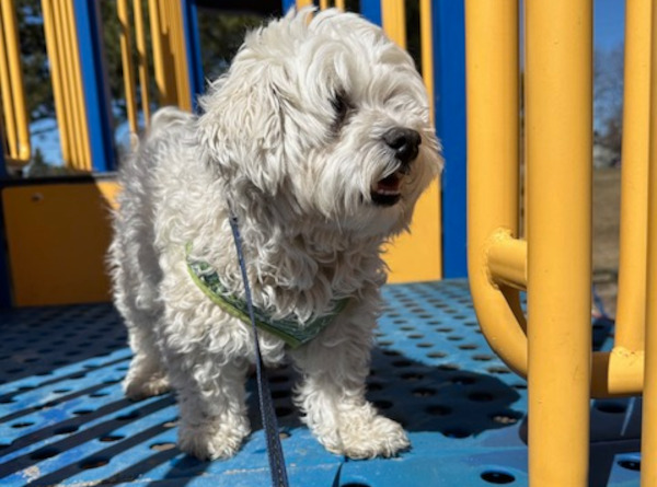 Willy. Yorkshire/Maltese/ShihTzu cross dog, male. adoption