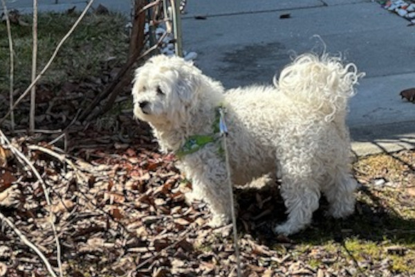 Willy. Yorkshire/Maltese/ShihTzu cross dog, male. adoption