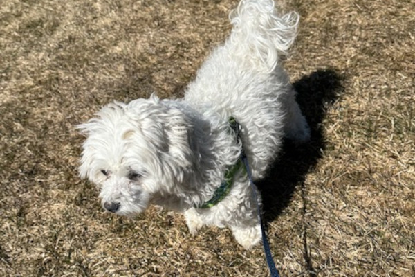 Willy. Yorkshire/Maltese/ShihTzu cross dog, male. adoption