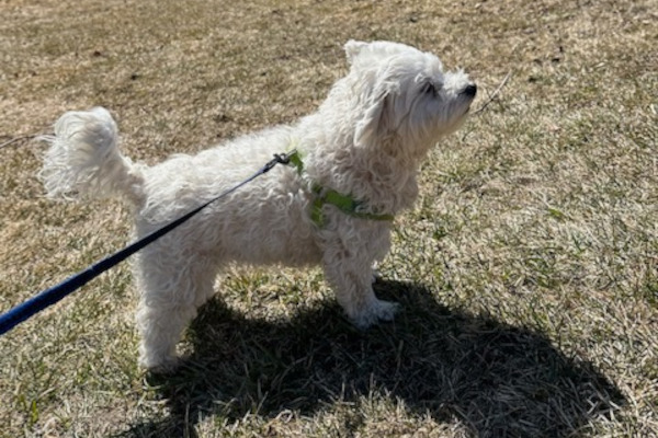 Willy. Yorkshire/Maltese/ShihTzu cross dog, male. adoption