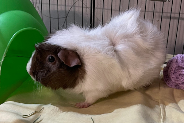 Zoe. Guinea pig for adoption