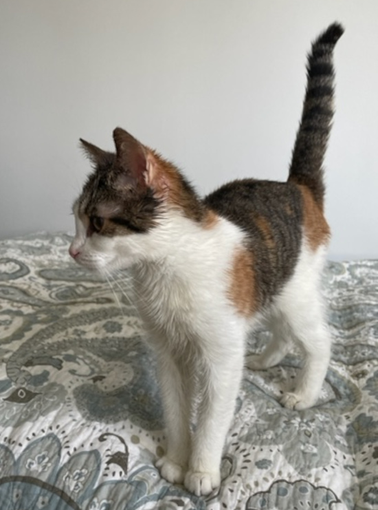 Danser. Young cat for adoption