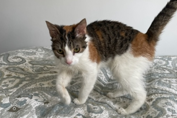 Danser. Young cat for adoption