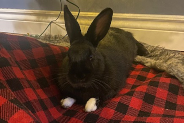 Mittens. Rabbit for adoption