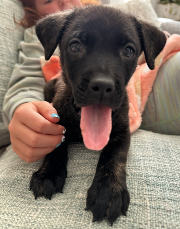 Molly. Dutch Shepherd rescue puppy needing forever home