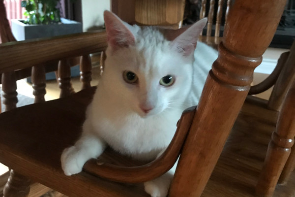 Snowball. cat for adoption