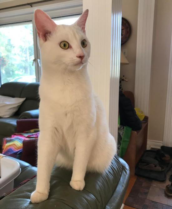 Snowball. cat for adoption