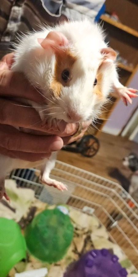 Goldie, guinea pig for adoption