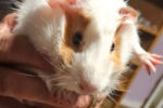Goldie. Guinea Pig Finds New Home. 