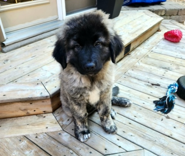 Paddy. Caucasian Shepherd for adoption