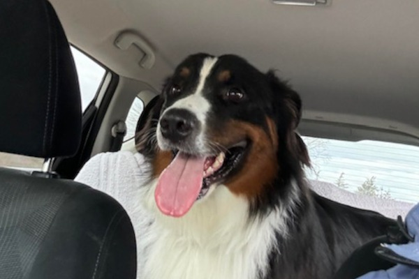 Harry, dog for adoption, bernese cross