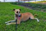 PEDRO. Neutered, Two Year Old “Perfect Family Dog” Finds His ..