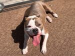 BUBBS. 6-Year-Old Energetic, Yet Gentle American Bulldog Finds New Home! 