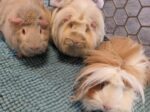 SUNNY, STELLA and EGYPT. Adorable, Friendly Female Guinea Pigs Find ..