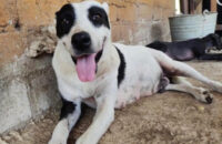 Rescue Dog Daisy needs new forever home