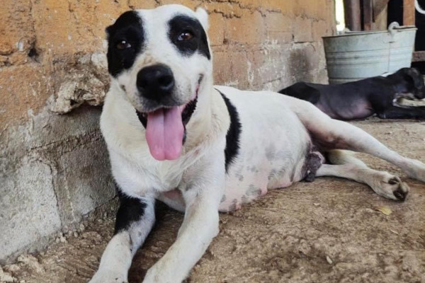 Rescue Dog Daisy needs new forever home