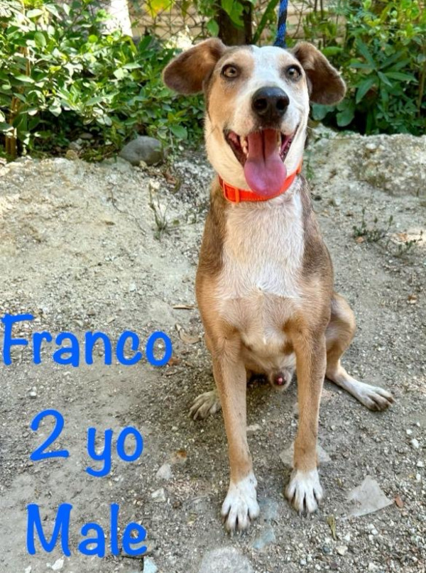 Franco. Dog for adoption. Rescue dog