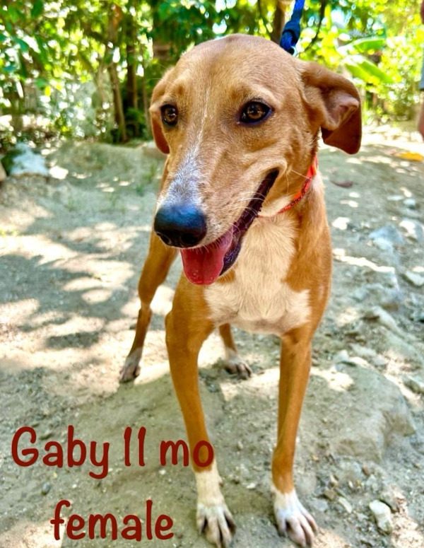 Gaby, rescue dog for aodption