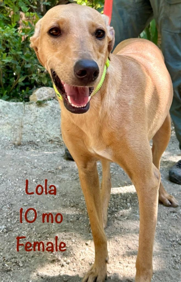 Lola. Rescue dog needs new forever home