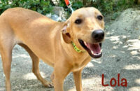 Lola. Rescue dog needs new forever home