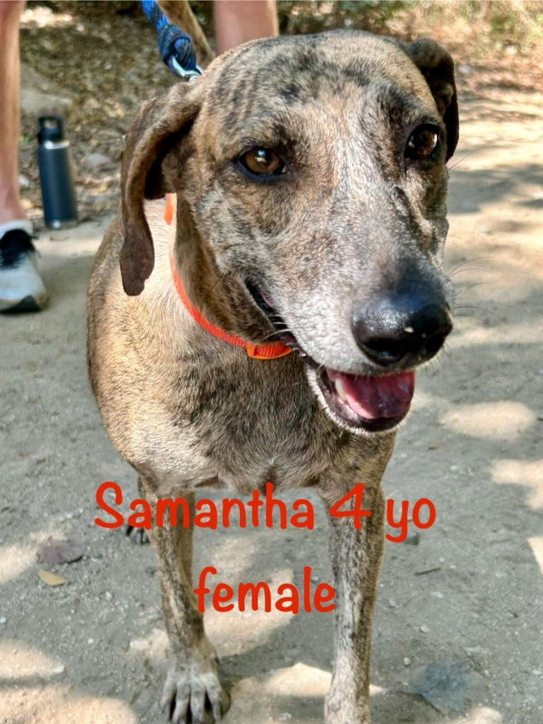 Samantha. Rescue dog needs forever home