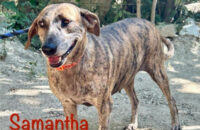 Samantha. Rescue dog needs forever home