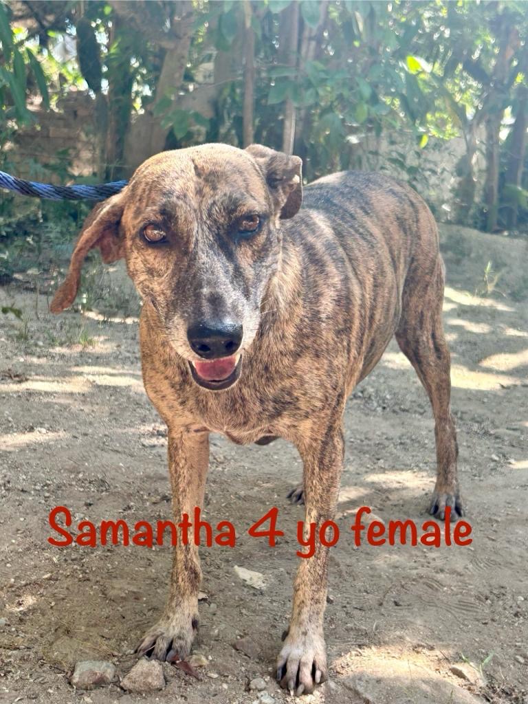 Samantha. Rescue dog needs forever home