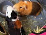 BEAN and MUNCH. 2-Year-Old Sociable and Lively Male Guinea Pig ..