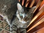 COCOA. 3-Year-Old Sweet Female Cat Finds New Home With Retiree ..