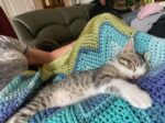 JACOB. 10-Week-Old “Last of the Barbecue Kittens” Finds New Oshawa ..