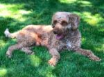 LEO. Energetic, Cuddly 18-Month-Old Goldendoodle Quickly Finds New Home in ..